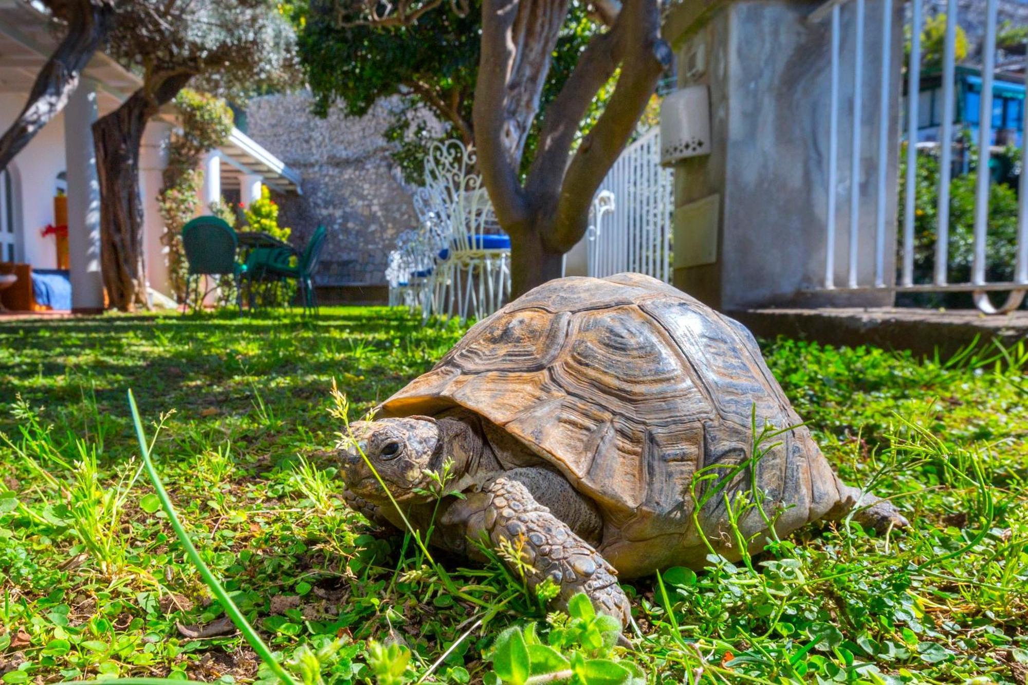La Maliosa Positano Acomodação com café da manhã Exterior foto